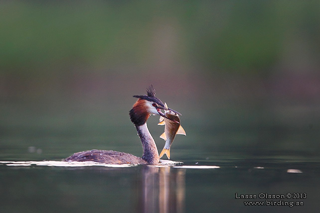 SKÄGGDOPPING / GREAT CRESTED GREBE (Podiceps cristatus)