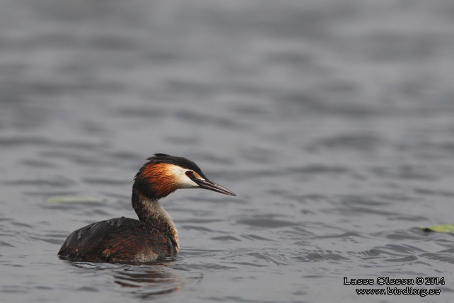 SKÄGGDOPPING / GREAT CRESTED GREBE (Podiceps cristatus)