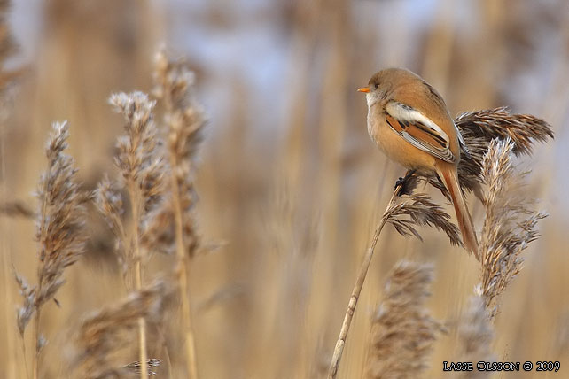 SKGGMES / BEARDED REEDLING (Panurus biarmicus) - stor bild / full size