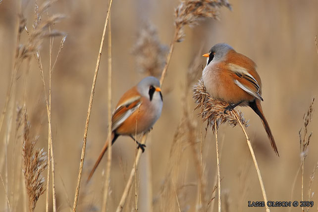 SKGGMES / BEARDED REEDLING (Panurus biarmicus) - stor bild / full size