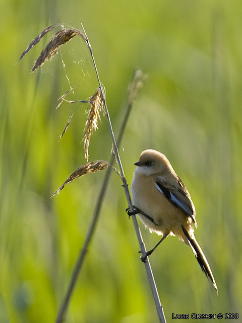 SKGGMES / BEARDED REEDLING (Panurus biarmicus) - stor bild / full size