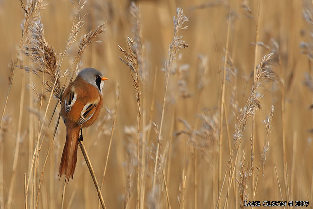 SKGGMES / BEARDED REEDLING (Panurus biarmicus) - stor bild / full size