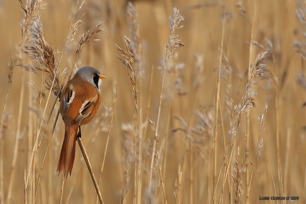 SKGGMES / BEARDED REEDLING (Panurus biarmicus) - Stng / Close