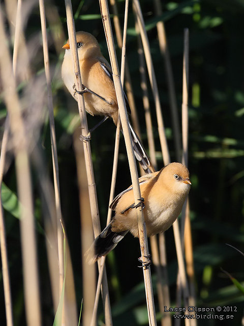 SKÄGGMES / BEARDED REEDLING (Panurus biarmicus) - stor bild / full size