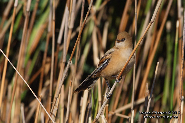 SKÄGGMES / BEARDED REEDLING (Panurus biarmicus) - stor bild / full size