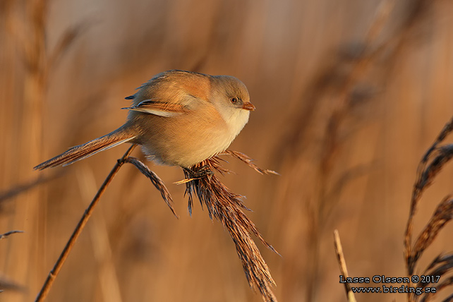 SKÄGGMES / BEARDED REEDLING (Panurus biarmicus) - stor bild / full size