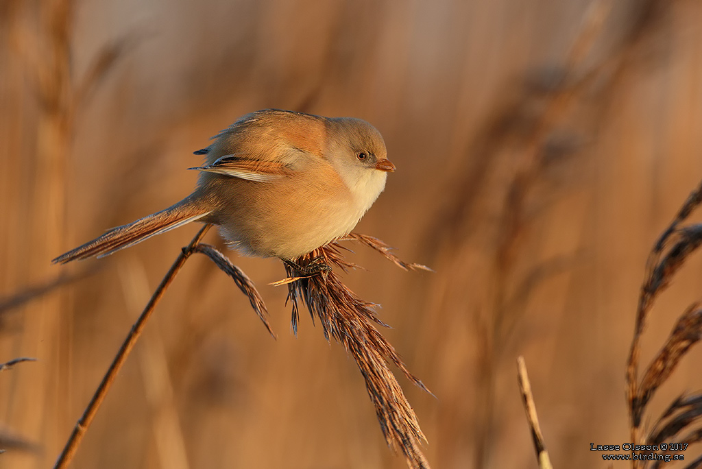 SKGGMES / BEARDED REEDLING (Panurus biarmicus) - Stng / Close