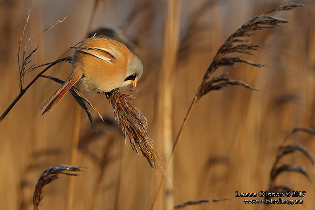 SKÄGGMES / BEARDED REEDLING (Panurus biarmicus) - stor bild / full size