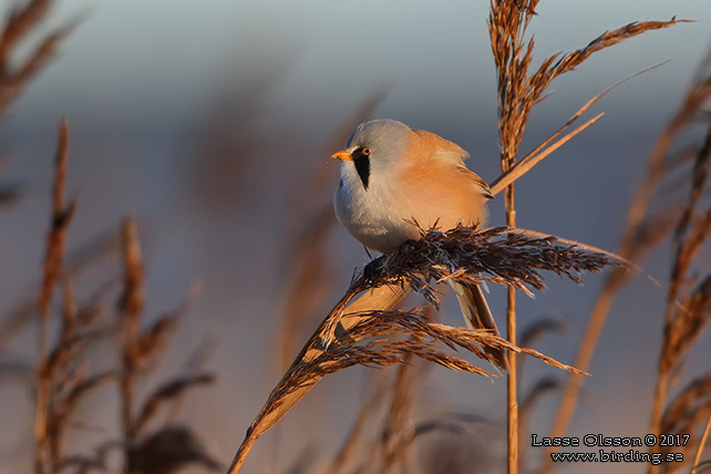 SKÄGGMES / BEARDED REEDLING (Panurus biarmicus) - stor bild / full size