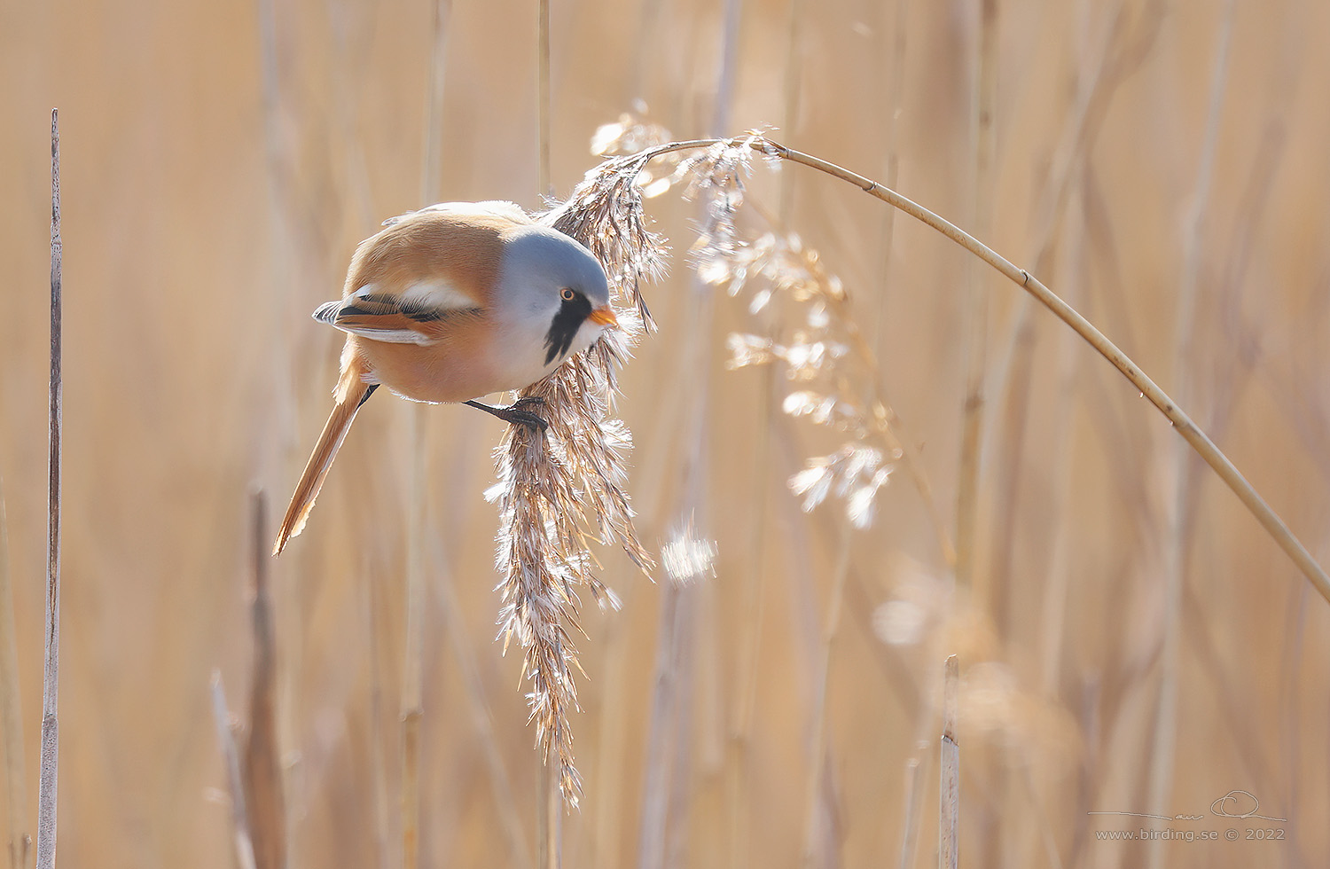 SKGGMES / BEARDED REEDLING (Panurus biarmicus) - Stng / Close