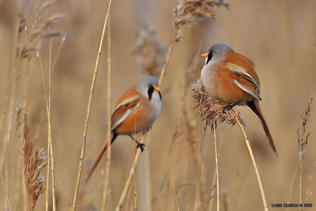 SKGGMES / BEARDED REEDLING (Panurus biarmicus) - Stng / Close