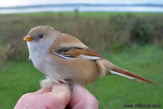 SKGGMES / BEARDED REEDLING (Panurus biarmicus)