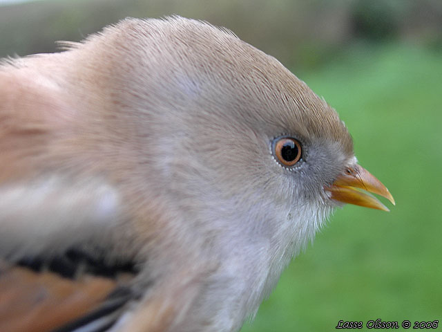 SKGGMES / BEARDED REEDLING (Panurus biarmicus)