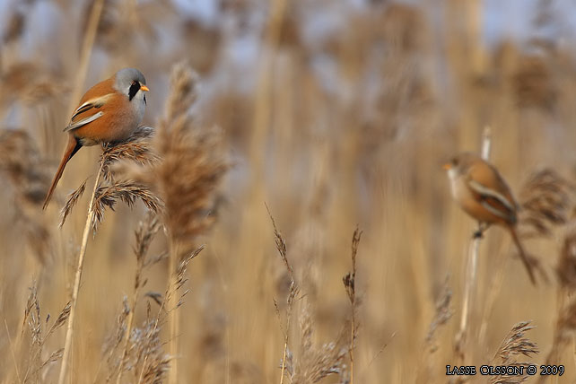 SKGGMES / BEARDED REEDLING (Panurus biarmicus) - stor bild / full size