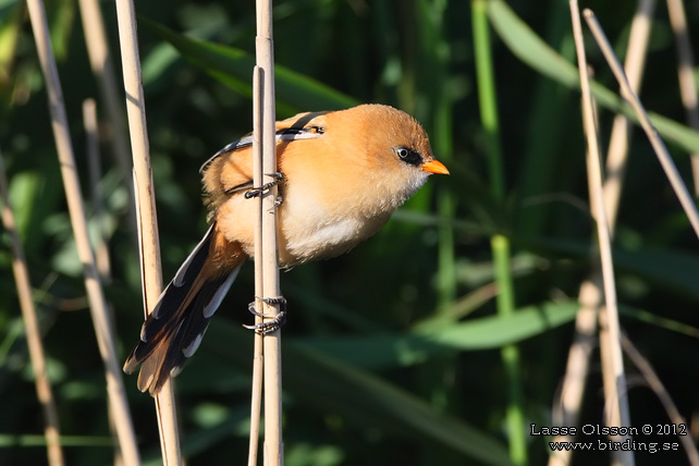 SKÄGGMES / BEARDED REEDLING (Panurus biarmicus) - stor bild / full size