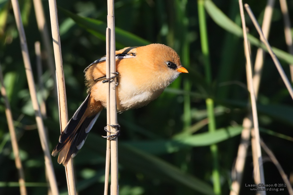 SKGGMES / BEARDED REEDLING (Panurus biarmicus) - Stng / Close