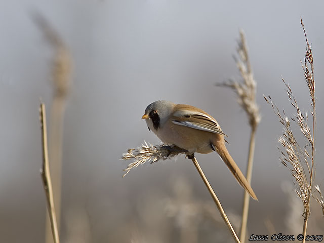 SKGGMES / BEARDED REEDLING (Panurus biarmicus)