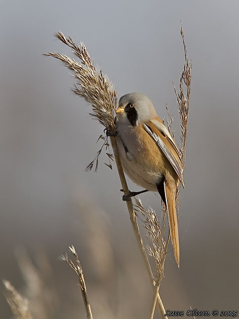 SKGGMES / BEARDED REEDLING (Panurus biarmicus)