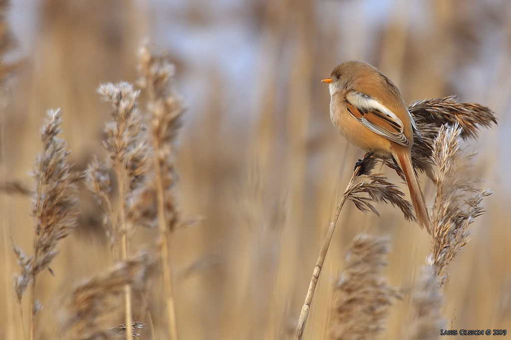 SKGGMES / BEARDED REEDLING (Panurus biarmicus) - Stng / Close