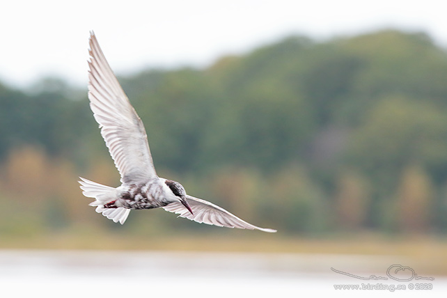 SKÄGGTÄRNA / WHISKERED TERN (Chlidonias hybrida)