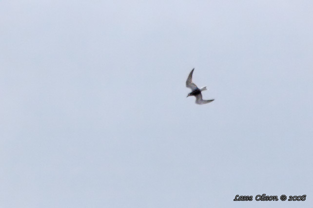 SKGGTRNA / WHISKERED TERN (Chlidonias hybrida)