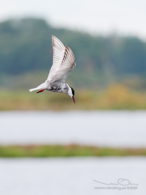 SKÄGGTÄRNA / WHISKERED TERN (Chlidonias hybrida)