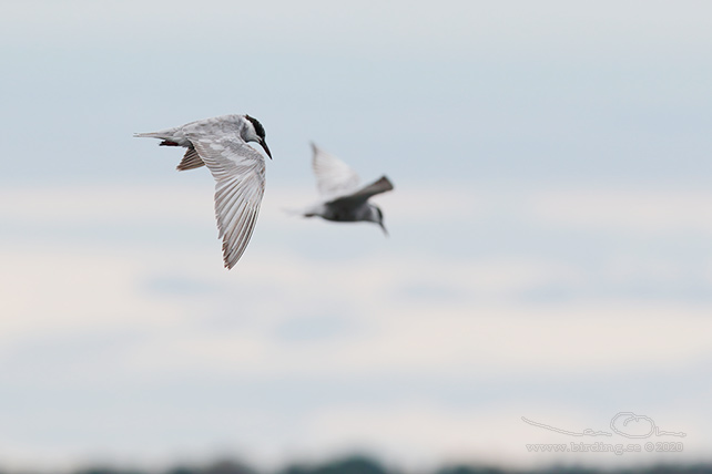 SKÄGGTÄRNA / WHISKERED TERN (Chlidonias hybrida)