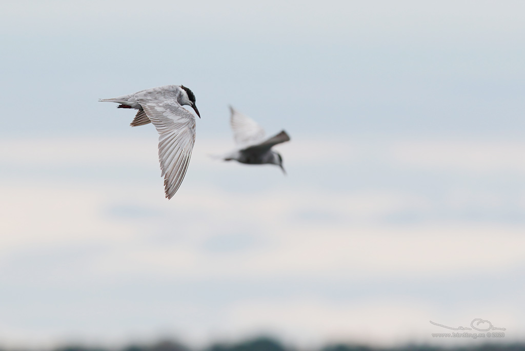 SKGGTRNA / WHISKERED TERN (Chlidonias hybrida) - Stng / Close