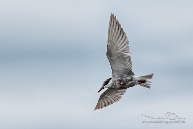 SKÄGGTÄRNA / WHISKERED TERN (Chlidonias hybrida)