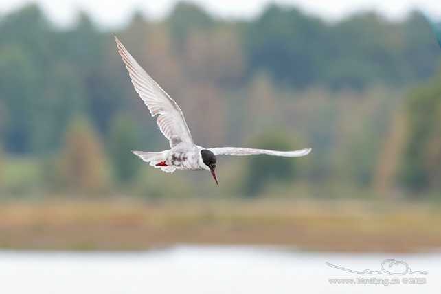 SKÄGGTÄRNA / WHISKERED TERN (Chlidonias hybrida)