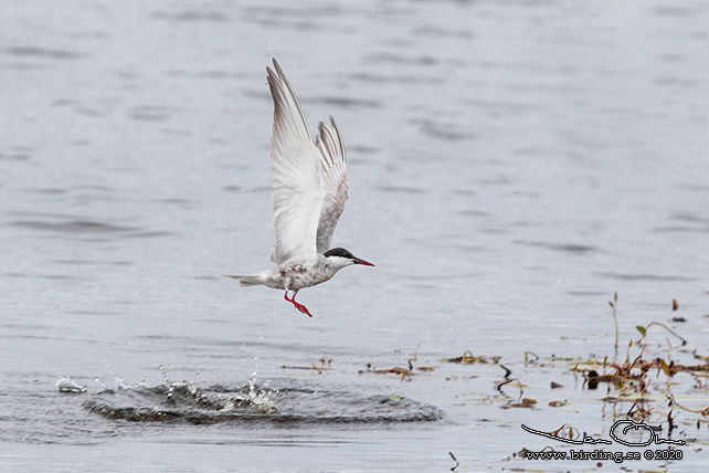 SKÄGGTÄRNA / WHISKERED TERN (Chlidonias hybrida)