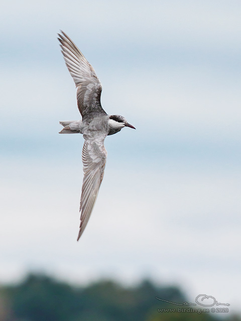 SKÄGGTÄRNA / WHISKERED TERN (Chlidonias hybrida)