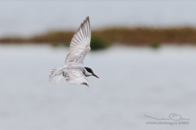 SKÄGGTÄRNA / WHISKERED TERN (Chlidonias hybrida)