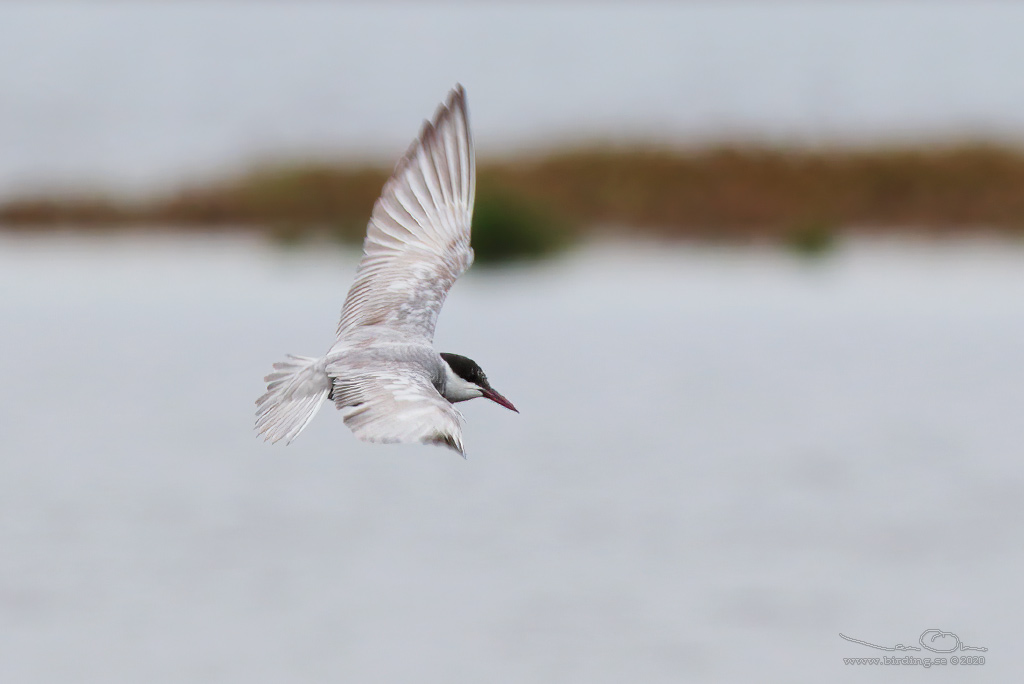 SKGGTRNA / WHISKERED TERN (Chlidonias hybrida) - Stng / Close