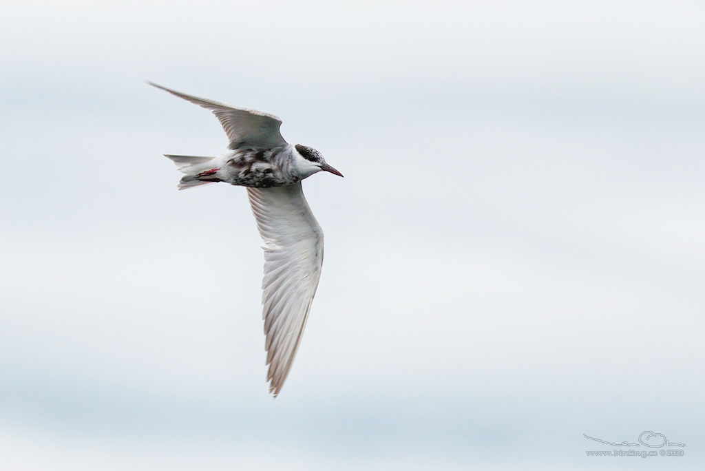 SKGGTRNA / WHISKERED TERN (Chlidonias hybrida) - Stng / Close