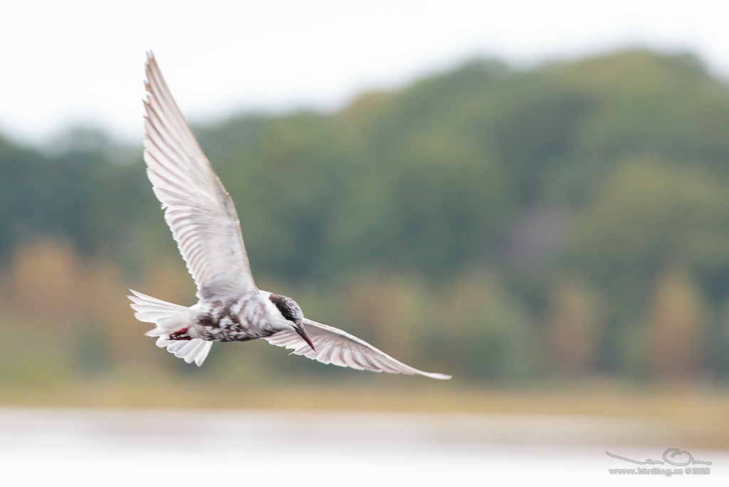 SKGGTRNA / WHISKERED TERN (Chlidonias hybrida) - Stng / Close