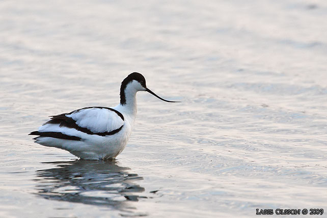 SKRFLCKA / PIED AVOCET (Recurvirostra avosetta) - stor bild / full size