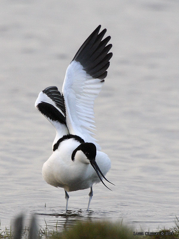 SKRFLCKA / PIED AVOCET (Recurvirostra avosetta)  - Stng / Close