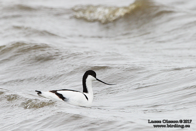 SKÄRFLÄCKA / PIED AVOCET (Recurvirostra avosetta) - stor bild / full size