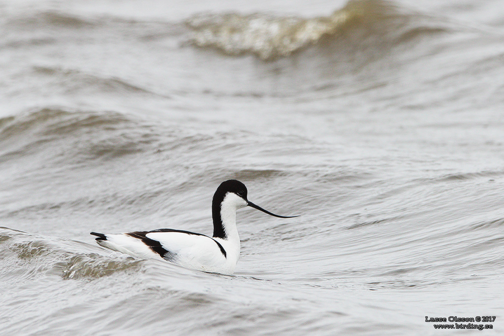 SKRFLCKA / PIED AVOCET (Recurvirostra avosetta)  - Stng / Close