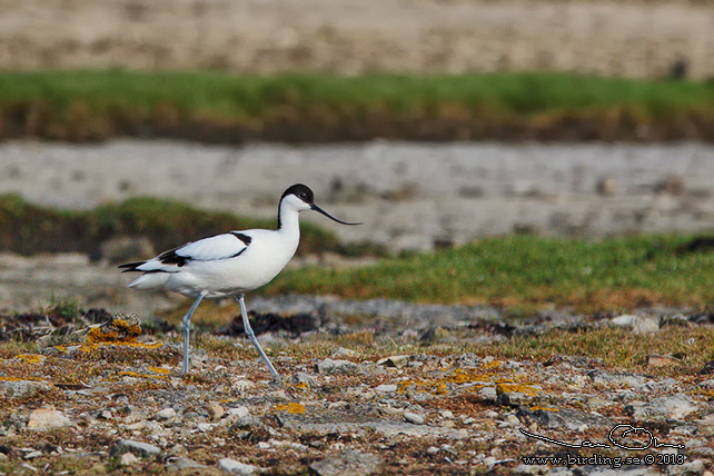 SKÄRFLÄCKA / PIED AVOCET (Recurvirostra avosetta) - stor bild / full size