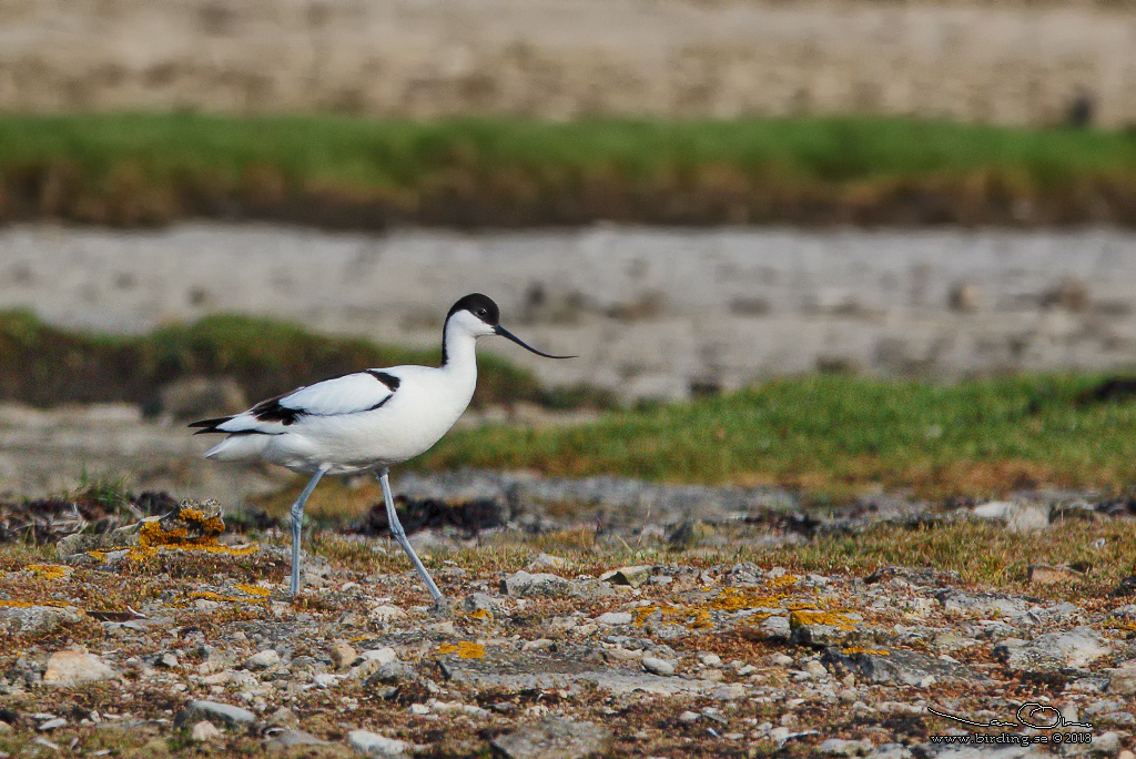 SKRFLCKA / PIED AVOCET (Recurvirostra avosetta)  - Stng / Close