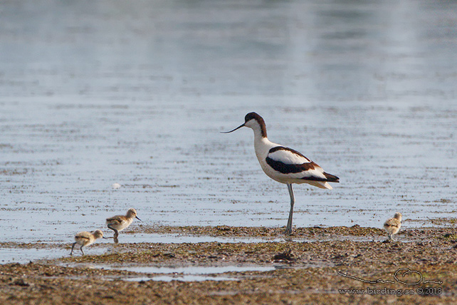 SKÄRFLÄCKA / PIED AVOCET (Recurvirostra avosetta) - stor bild / full size