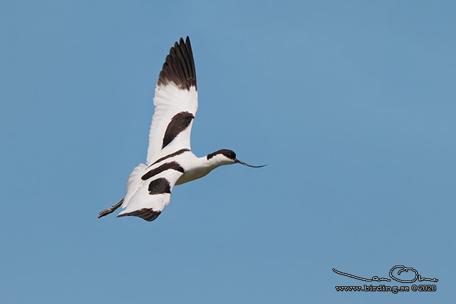 SKÄRFLÄCKA / PIED AVOCET (Recurvirostra avosetta) - stor bild / full size