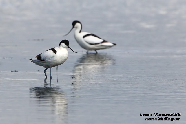 SKÄRFLÄCKA / PIED AVOCET (Recurvirostra avosetta) - stor bild / full size