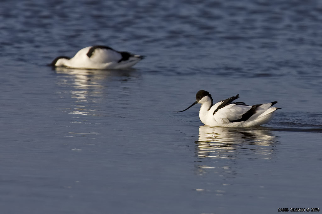 SKRFLCKA / PIED AVOCET (Recurvirostra avosetta)  - Stng / Close