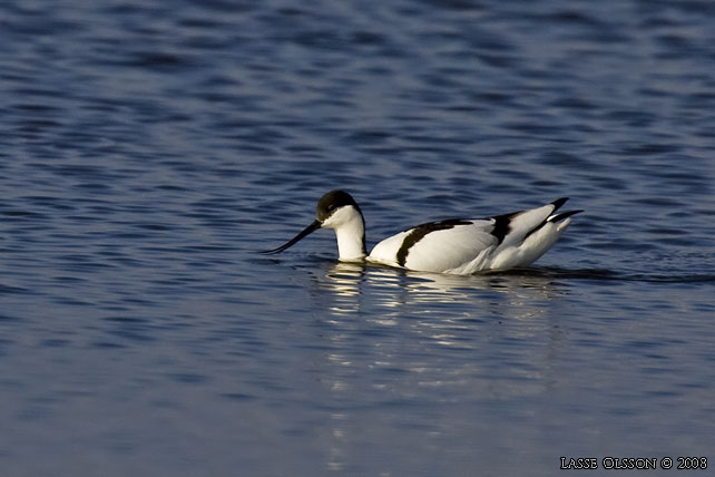 SKRFLCKA / PIED AVOCET (Recurvirostra avosetta) - stor bild / full size