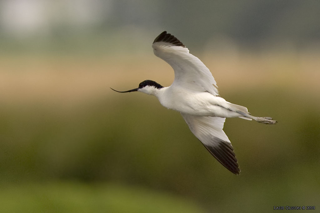 SKRFLCKA / PIED AVOCET (Recurvirostra avosetta)  - Stng / Close