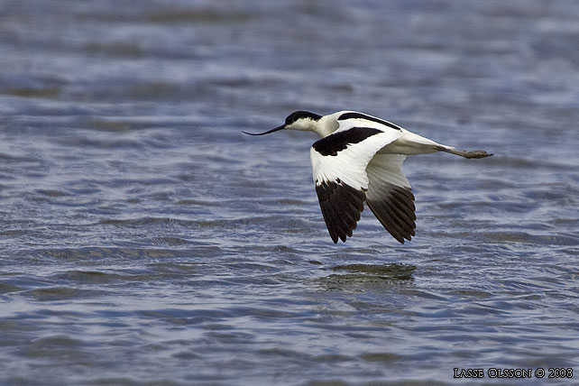 SKRFLCKA / PIED AVOCET (Recurvirostra avosetta) - stor bild / full size