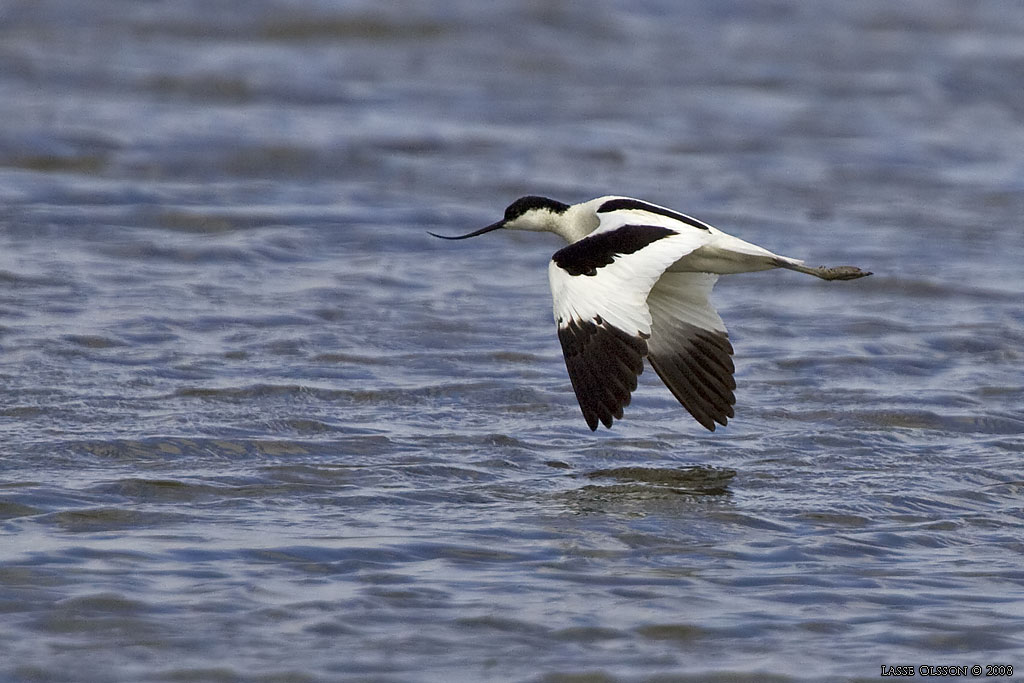 SKRFLCKA / PIED AVOCET (Recurvirostra avosetta)  - Stng / Close